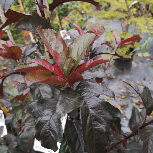 Malus sieboldii Scarlet - Japansk Prydæble / 175-200 cm.