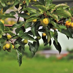 Skovæble - Vildæble Malus sylvestris