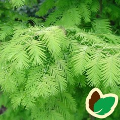 Metasequoia Glyptostroboides - Vandgran / 200-250 cm.