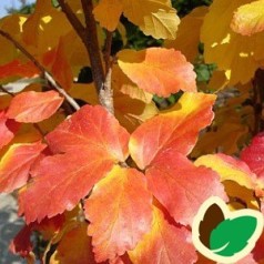 Parrotia persica Vanessa - Papegøjebusk / 125-150 cm.