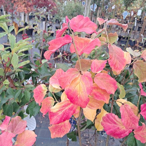 Papegøjebusk Vanessa 200-250 cm. - Parrotia persica Vanessa