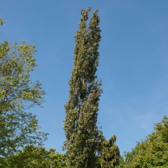 Søjle-Bævreasp Erecta...