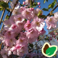 Prunus sargentii Accolade - Sakhalin-Kirsebær / 180 cm. stamme med krone.