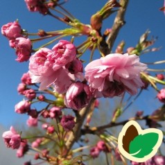 Prunus serrulata Kiku shidare Sakura - Japansk Hængekirsebær / 150 cm. stamme med krone.stamme med krone.
