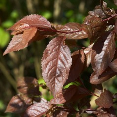 Blodblomme 200-250 cm. stamme - Prunus cerasifera Nigra