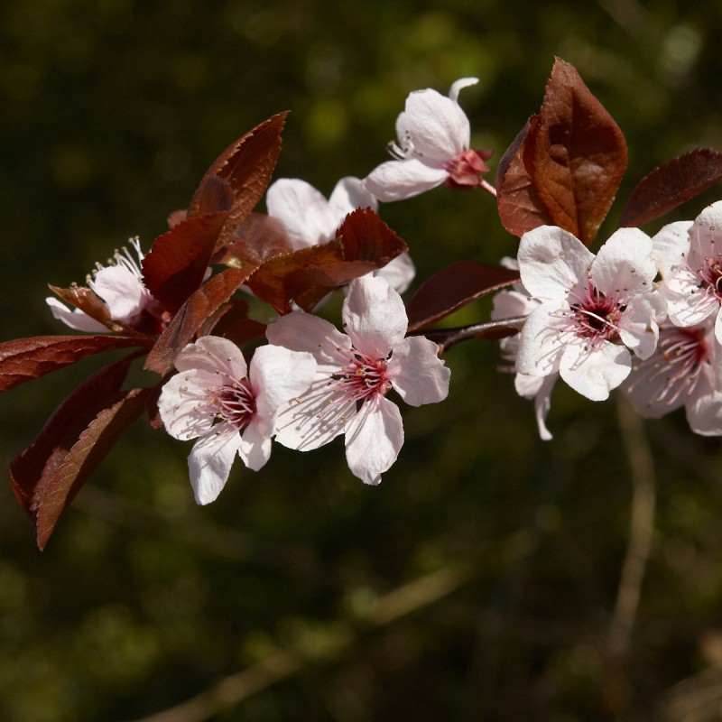 Blodblomme 200-250 cm. stamme - Prunus cerasifera Nigra
