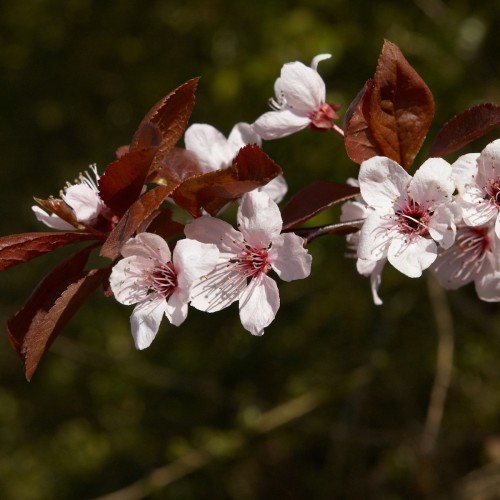 Blodblomme 200-250 cm. stamme - Prunus cerasifera Nigra