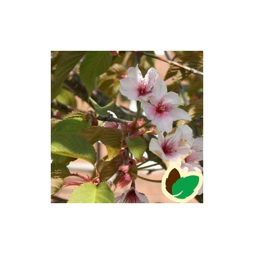 Prunus sargentii / Sakhalinkirsebær 200-250 cm.