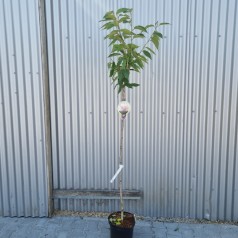 Japansk Kirsebær Kanzan 180 cm. stamme - Prunus serrulata Kanzan