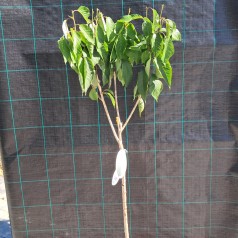 Japansk Kirsebær Kanzan 180 cm. stamme - Prunus serrulata Kanzan
