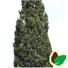 Quercus robur Fastigiata Koster / Pyramideeg 100-125 cm.