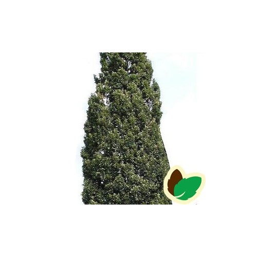 Quercus robur Fastigiata Koster / Pyramideeg 100-125 cm.
