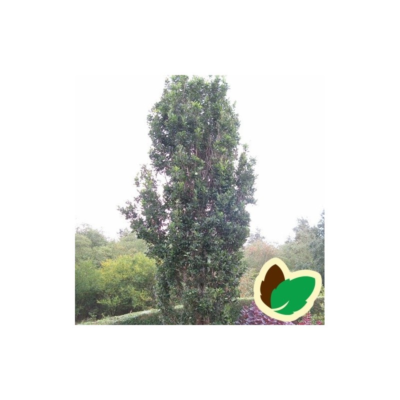 Quercus robur Fastigiata - Pyramideeg / 150-175 cm.