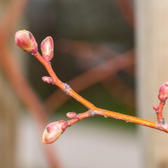 Småbladet Lind Winter...