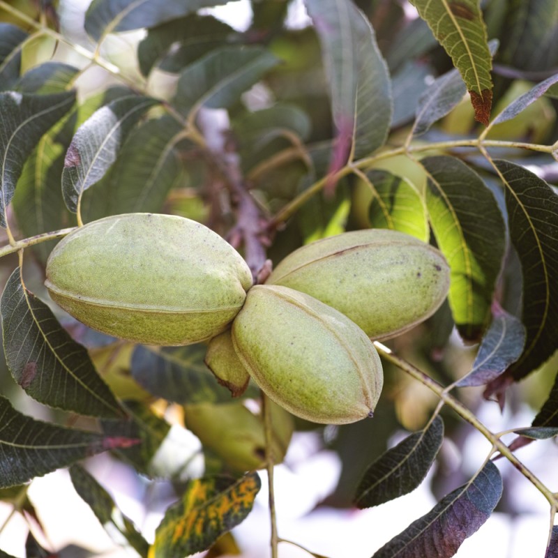 Pekannød 50-80 cm. - Carya illinoinensis