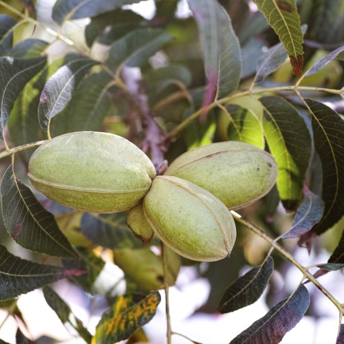 Pekannød 50-80 cm. - Carya illinoinensis