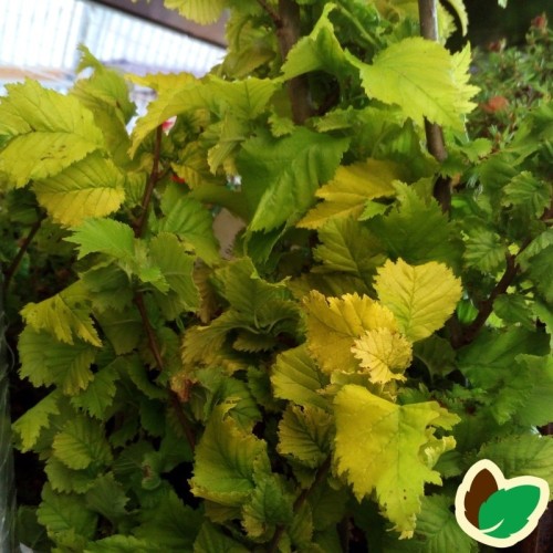 Ulmus carpinifolia Wredei - Søjle Guldelm 125-150 cm.