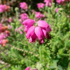 Klokkelyng Con Underwood -...