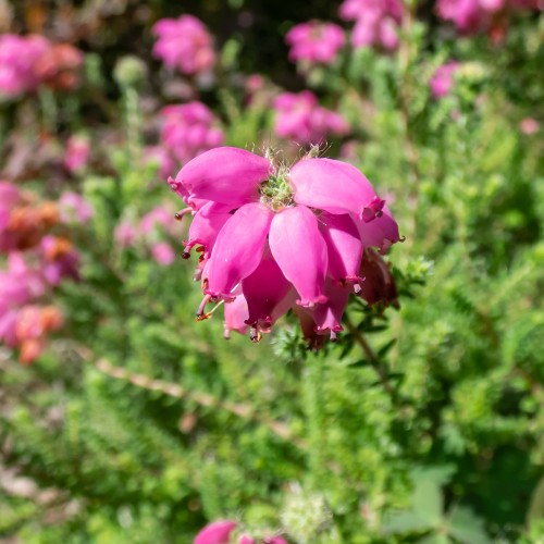 Klokkelyng Con Underwood - Erica tetralix Con Underwood