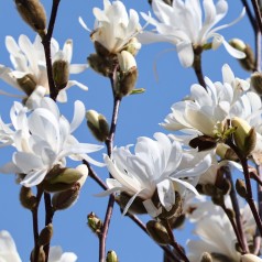 Magnolia stellata - Stjernemagnolia