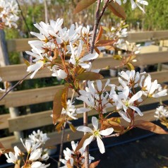 Bærmispel Ballerina 150-175...