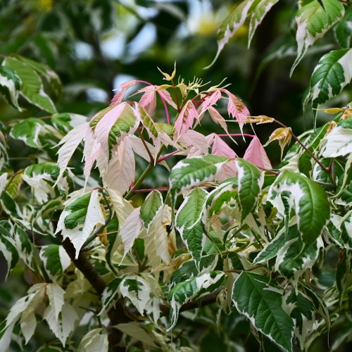 Hvidbroget Løn / Askebladet Løn 150-175 cm. - Acer negundo Flamingo