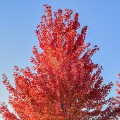 Løn Sun Vally 100-125 cm. -...