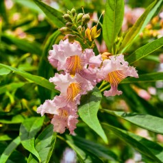 Chitalpa tashkentensis Summer Bells