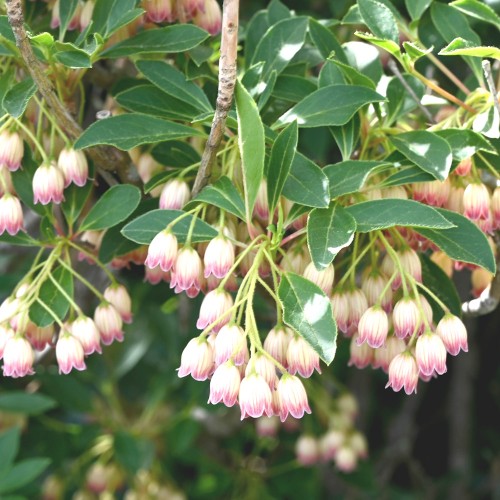 Pagodebusk Prettycoat - Enkianthus campanulatus Prettycoat