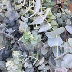 Eukalyptus Azura -...