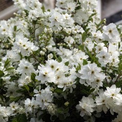 Perlebusk Lotus Moon -...