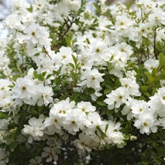 Perlebusk Snow Day Blizzard...