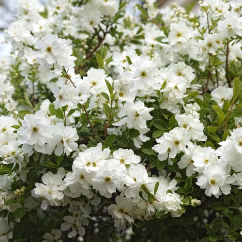Perlebusk Snow Day Blizzard - Exochorda rasemosa Snow Day Blizzard