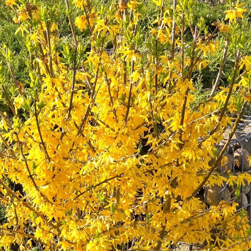 Forsythia Nimbus - Forsythia intermedia Nimbus