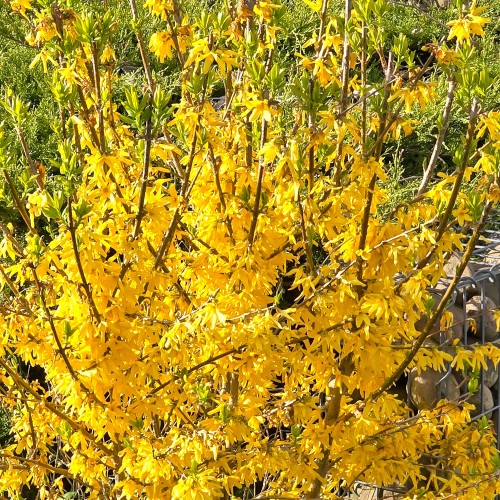 Forsythia Nimbus - Forsythia intermedia Nimbus