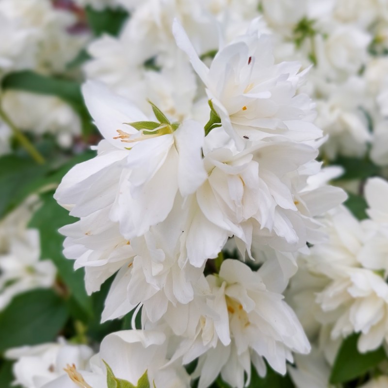 Uægte Jasmin Pearls of Perfume - Philadelphus lewisii Pearls of Perfume