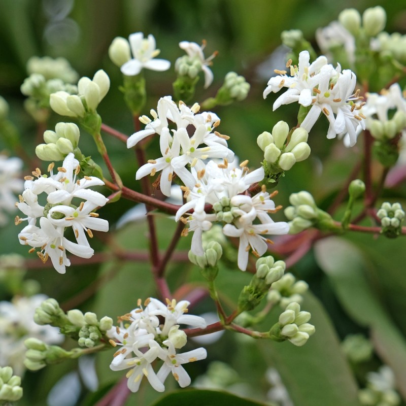 Himlens syv sønner - Heptacodium miconioides