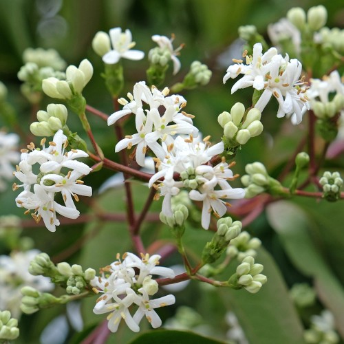 Himlens syv sønner - Heptacodium miconioides