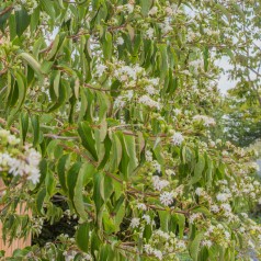 Himlens syv sønner - Heptacodium miconioides
