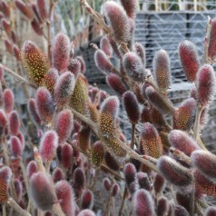 Pink Pil Stamme 80 cm. - Salix gracilistyla Mount Aso