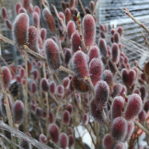 Pink Pil Stamme 80 cm. - Salix gracilistyla Mount Aso