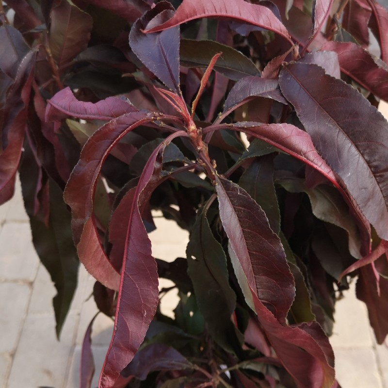 Rødbladet Dværg Fersken Honey Red - Prunus persica Honey Red