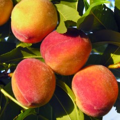 Dværg Fersken Red Peachy -...