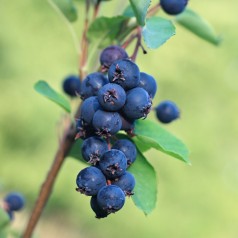 Bærmispel Greatberry Garden...