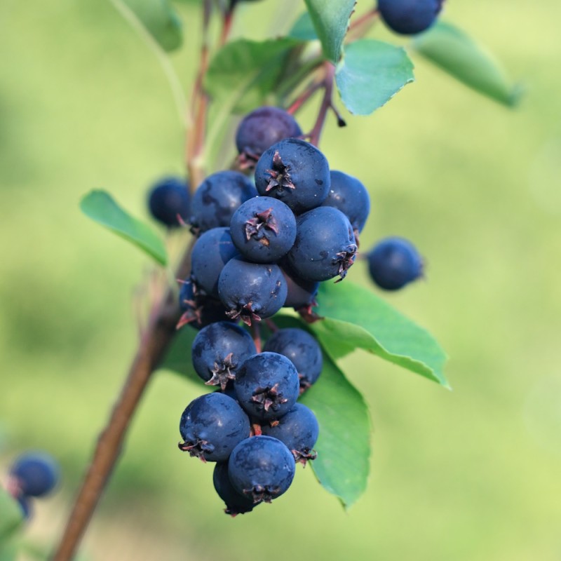 Bærmispel Greatberry Garden - Saskatoon Berry - Amelanchier alnifolia Greatberry Garden