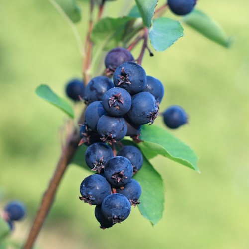 Bærmispel Greatberry Garden - Saskatoon Berry - Amelanchier alnifolia Greatberry Garden