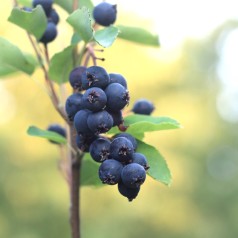 Bærmispel Greatberry Farm -...