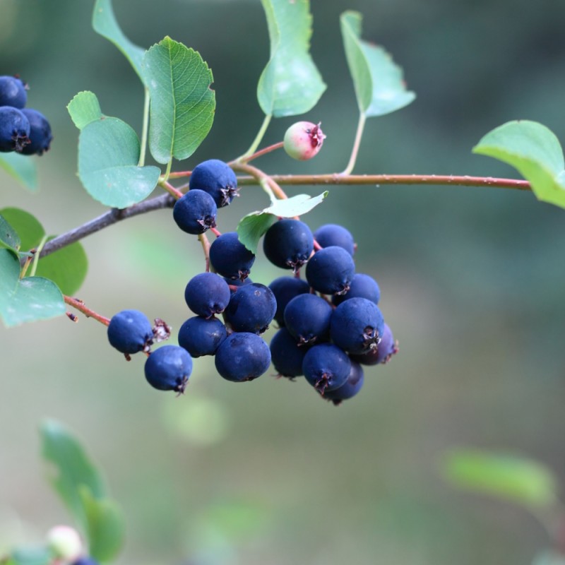 Bærmispel Greatberry Fruity - Saskatoon Berry - Amelanchier alnifolia Greatberry Fruity
