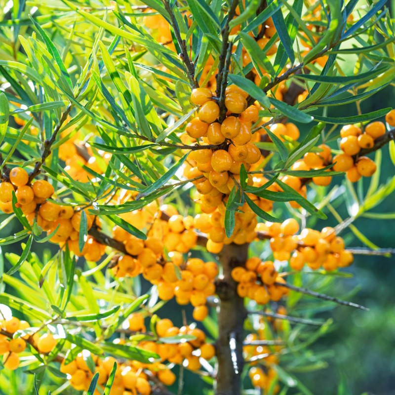 Havtorn Lotta - Hunplante - Hippophae rhamnoides Lotta
