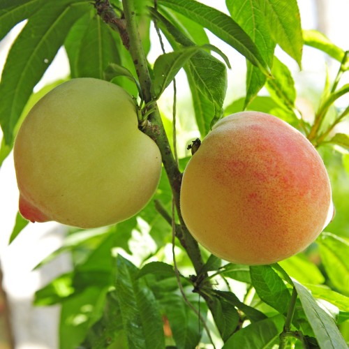 Dværg Fersken Fruit Me Peach Me Yellow- Prunus persica Fruit Me Peach Me Yellow